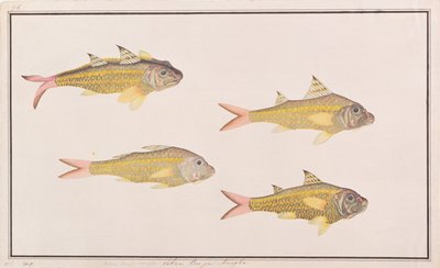 Goatfish, from Drawings of Fishes from Malacca, c.1805-18 by Chinese School